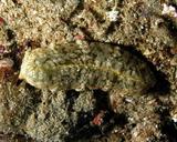 &nbsp;

Fot. 5. Plakobranchus
ocellatus (autor Nick Hobgood from Cap-Haitien, Haiti, źródło:
http://en.wikipedia.org/wiki/File:Placobranchus_ocellatus001.jpg dostęp
22.11.2013 r.)

